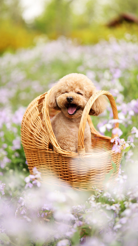 The things about dog picnics 2 screenshot