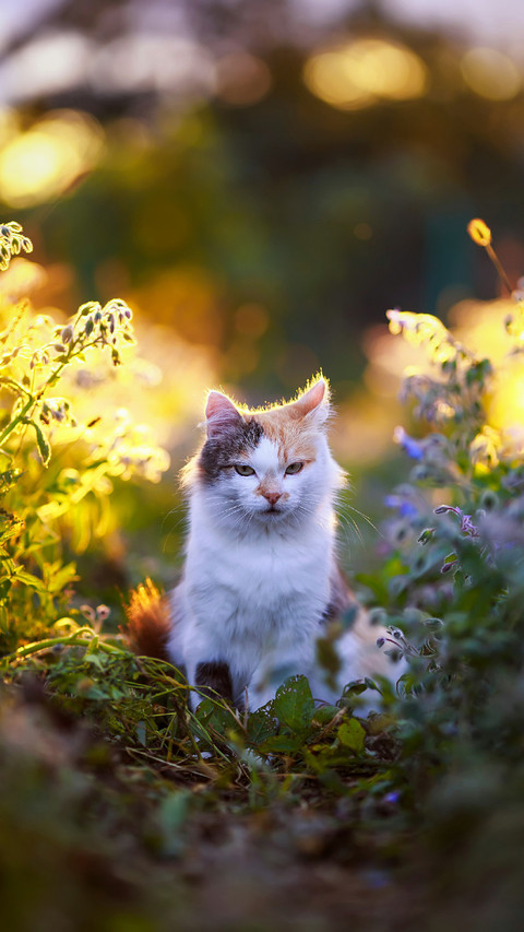 A Cute Cat Sitting in The Grass screenshot