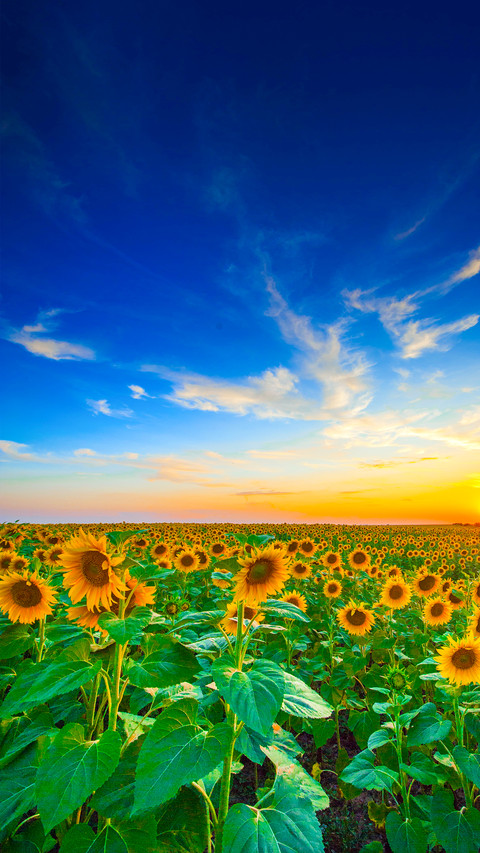 Colorful Flower Field screenshot
