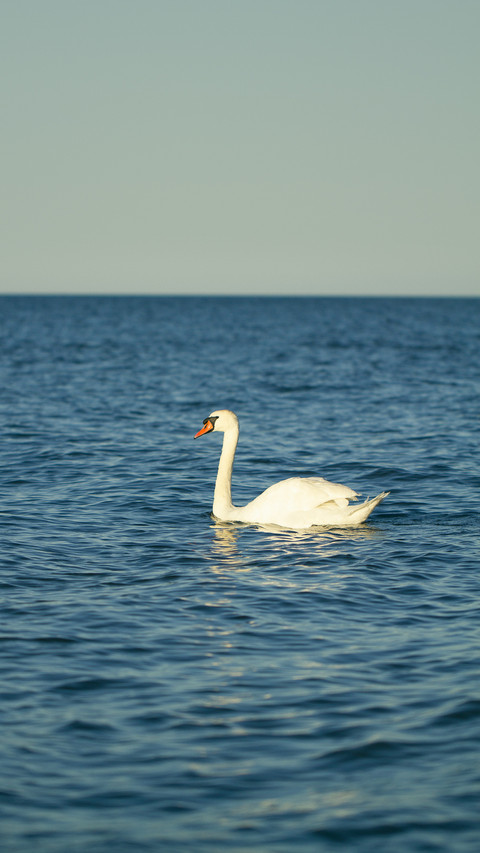 Swans with chicks swimming in the Baltic Sea screenshot
