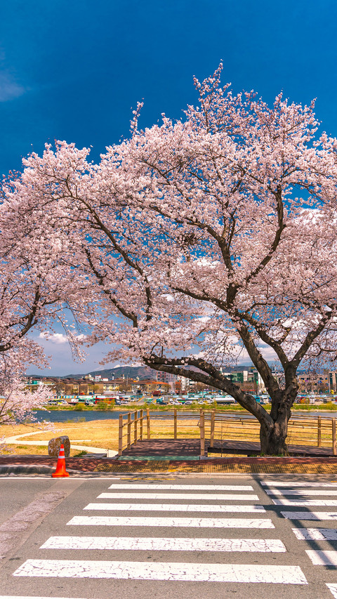 Cherry blossoms in splendor screenshot