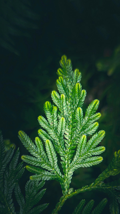 Macro green plants screenshot