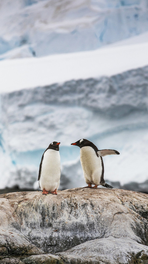 A couple Gentoo Penguins  screenshot