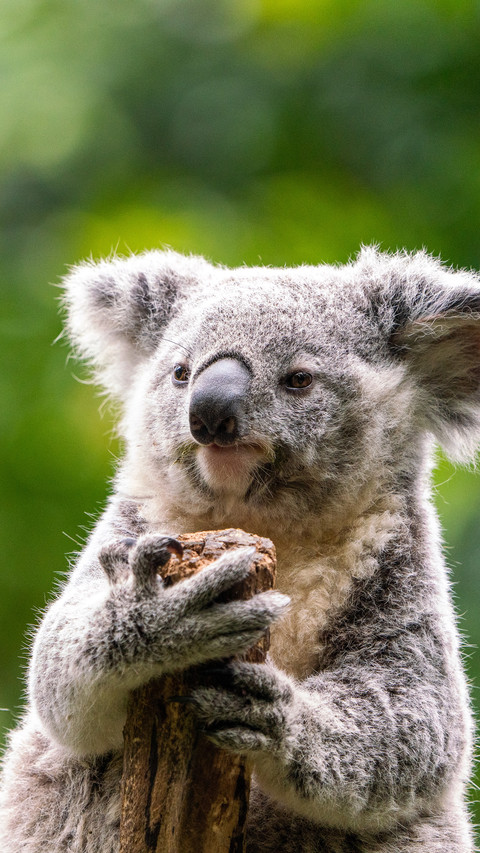 A fluffy little koala screenshot