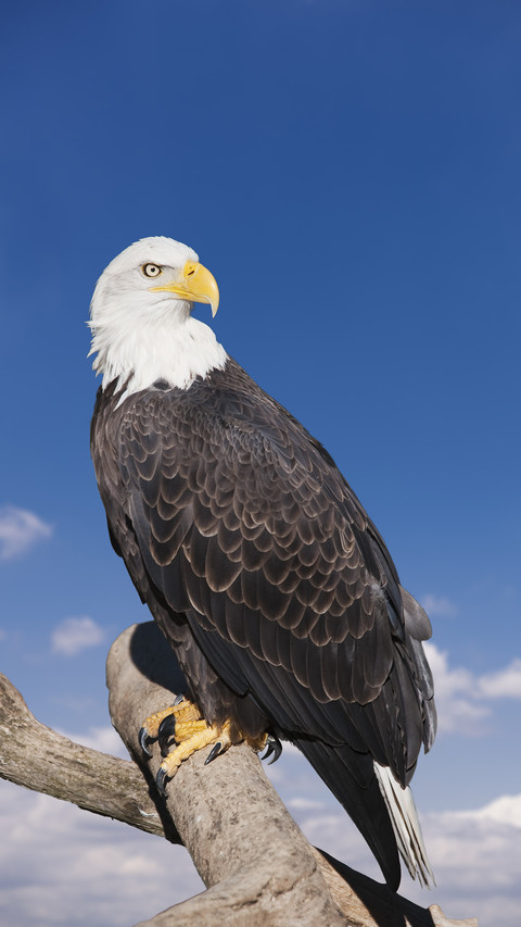 White headed sea eagle 43 screenshot