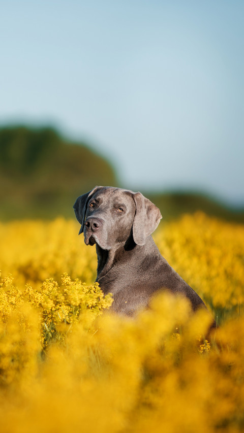 Serious weimaran sitting in a field of flowers screenshot