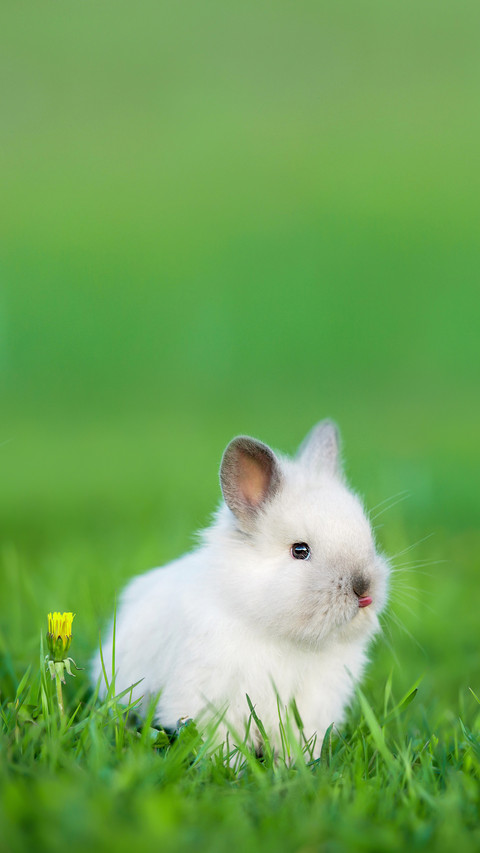Little Funny Rabbit Showing a Tongue screenshot