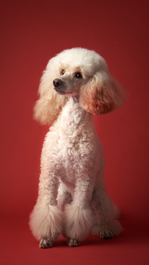 White poodle with a red background screenshot