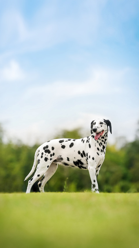 Loyal friend spotted dog screenshot