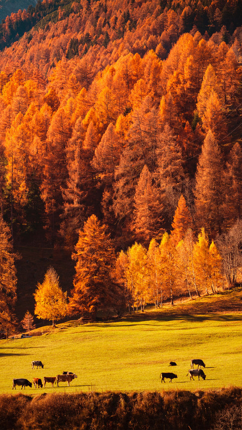 The scenery of st moritz engadin in switzerland screenshot