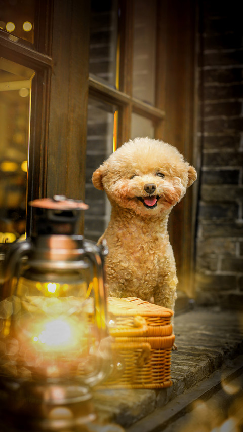 Six Movies about Dogs 6 screenshot