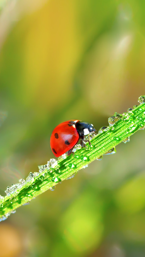 Ladybug screenshot