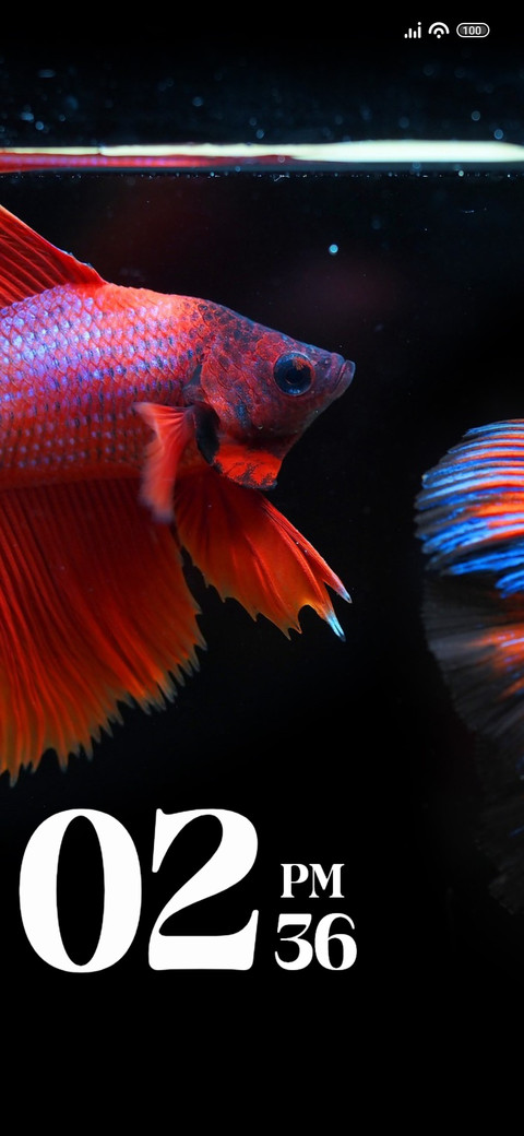 Fish screenshot