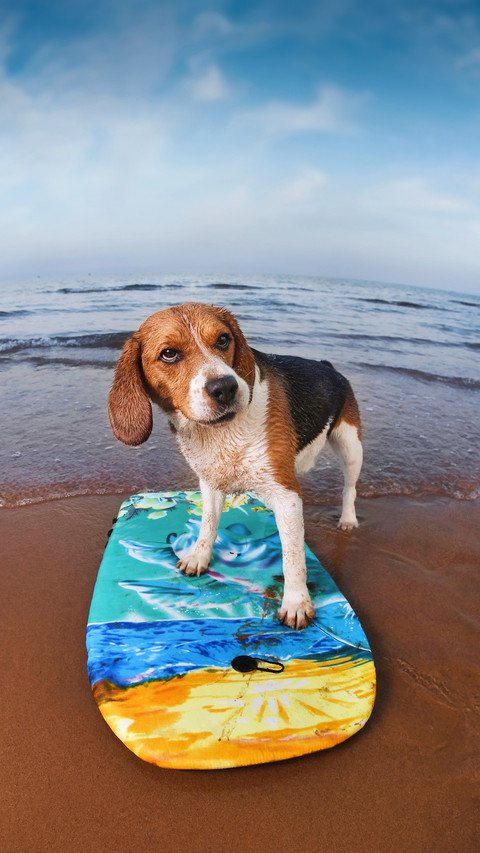 Is it safe to swimming pool for the dog screenshot