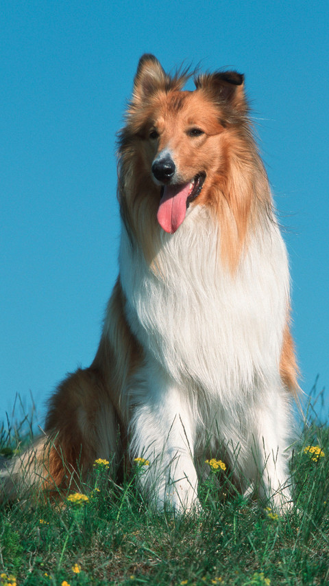 贵族范的苏格兰牧羊犬 screenshot