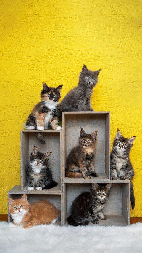 Exclusive Cats for the Twelve Zodiac Signs 4 screenshot