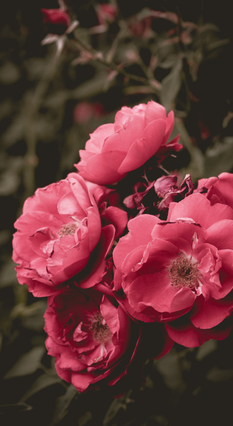 Floral B1 (8) screenshot