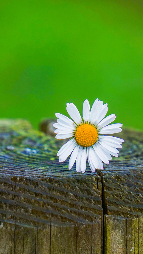 Fresh Daisy screenshot