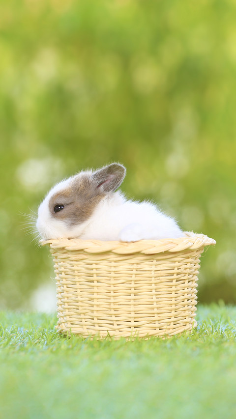 Baby Cute and Adorable Rabbit Sitting on Green Grass screenshot