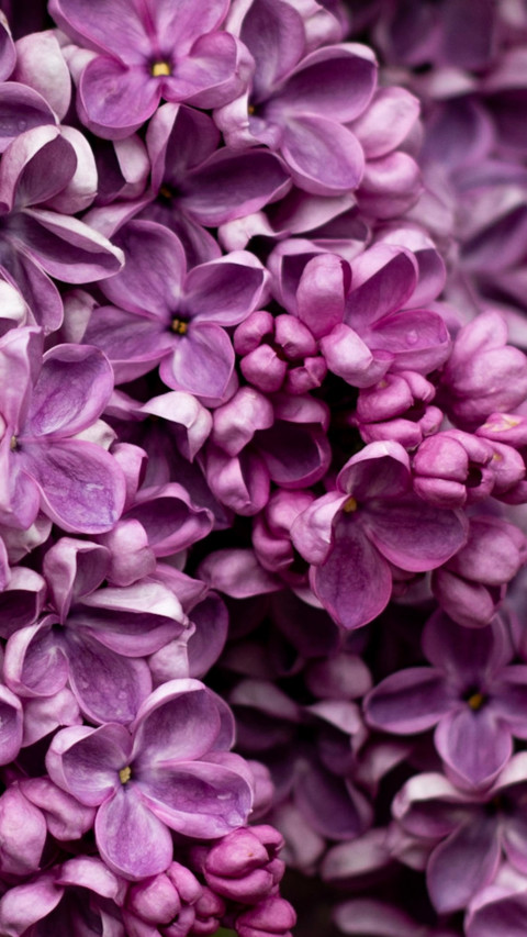 Roses and Lilacs (14) screenshot