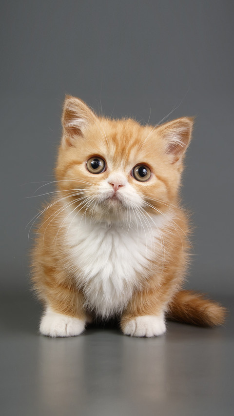 How to solve the cat hair dry screenshot