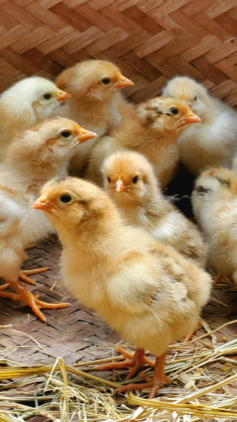Little hairy chicken screenshot