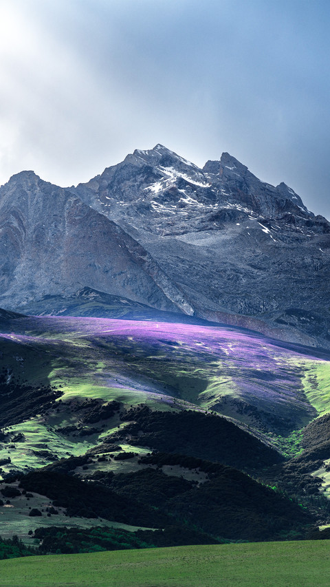 The purple sea of flowers on the mountain screenshot