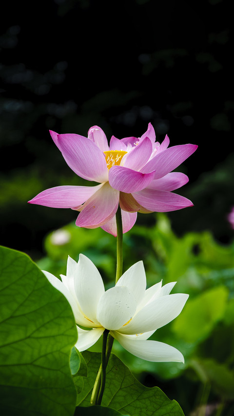 The Wonderful Use of Lotus and Lotus Leaves 3 screenshot
