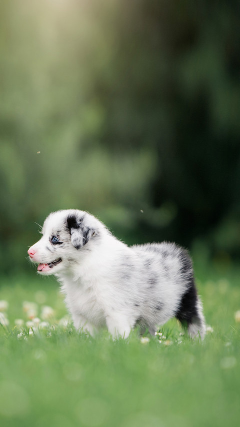 Gorgeous border collie puppie on a green lawn screenshot