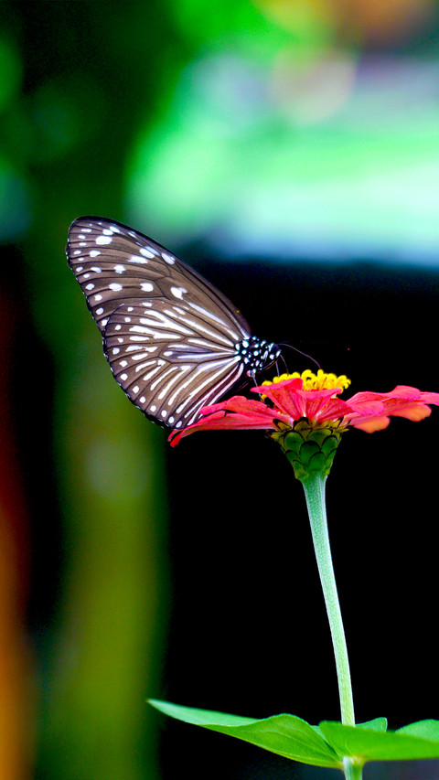 The Beauty of Nature screenshot