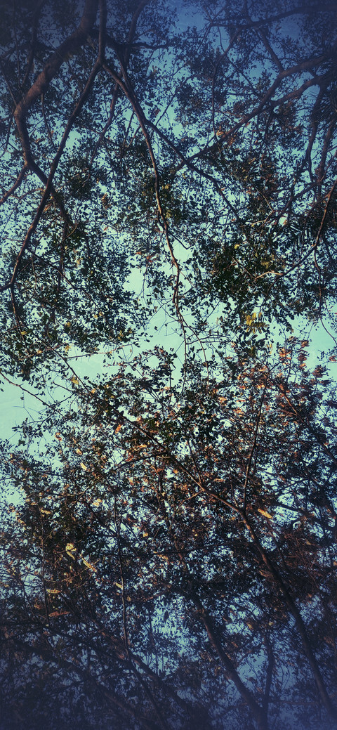 Trees screenshot