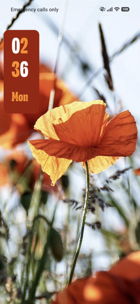 Red Poppies screenshot