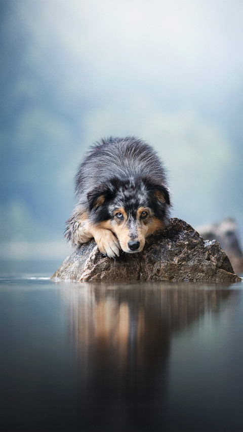 The sheepdog on the rocks by the lake screenshot
