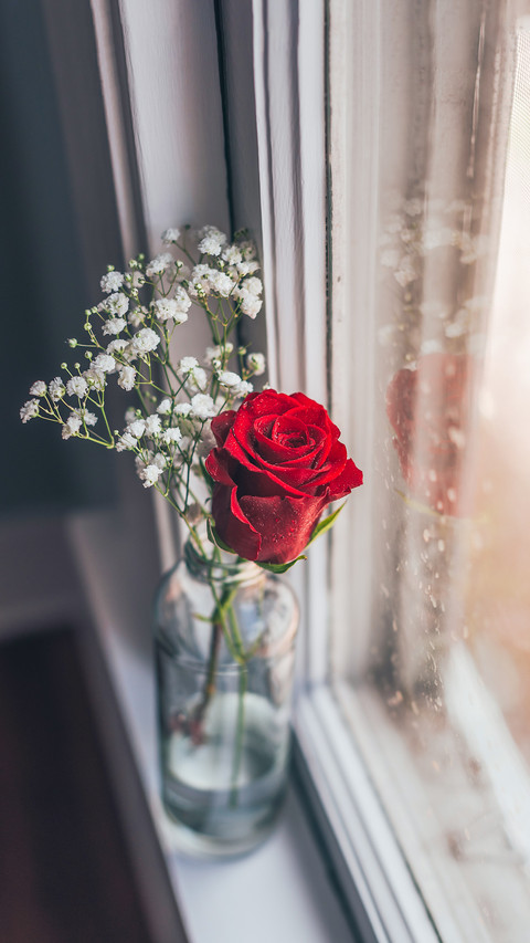 Red rose next to window screenshot