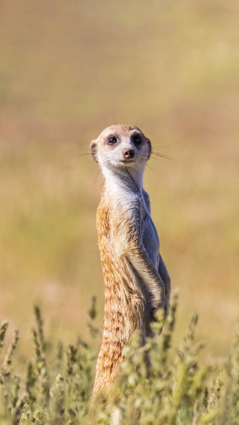 Animal names also deceive people screenshot