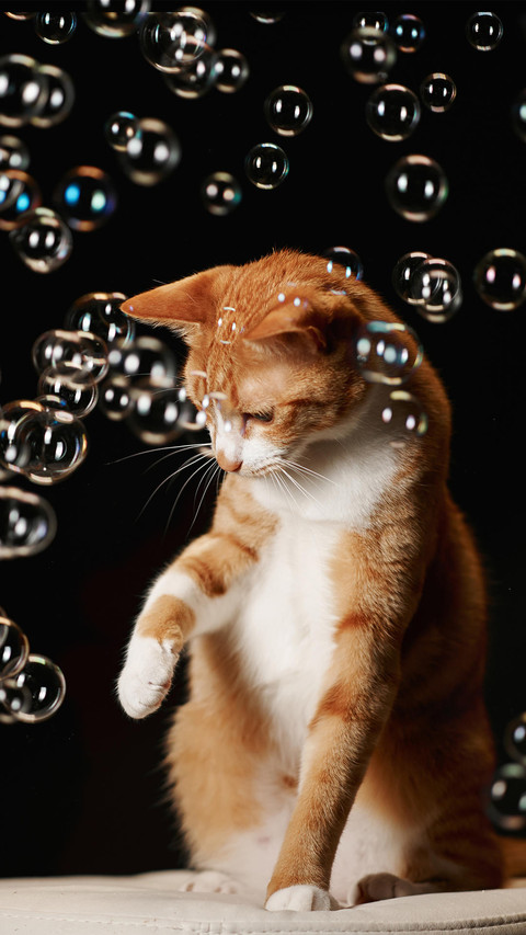 好奇“害死”猫 screenshot