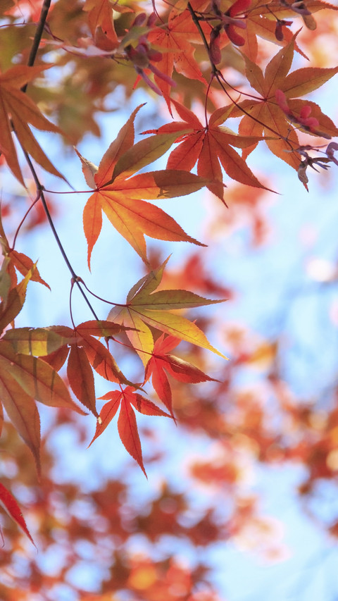 Maple Leaves in Autumn screenshot