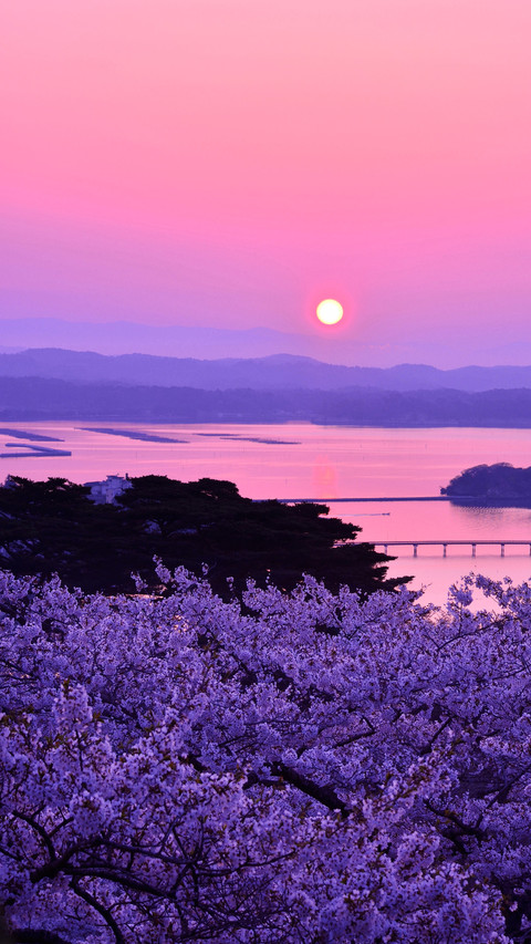 不想错过的芬芳 screenshot