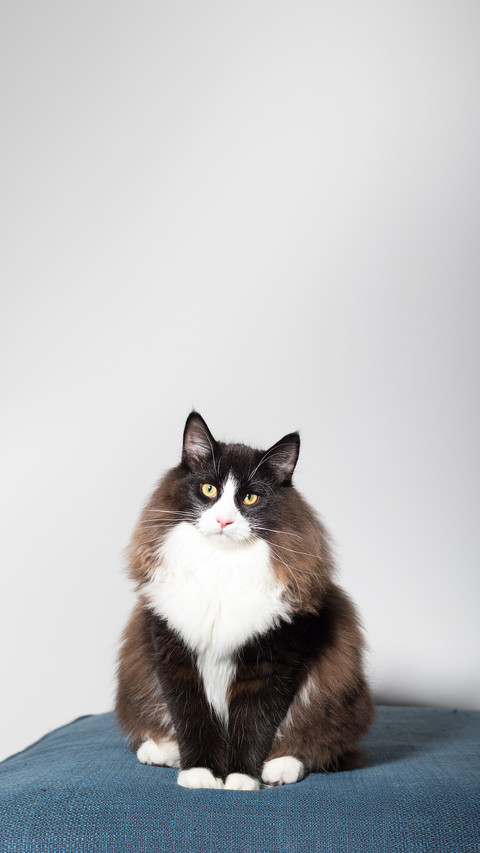 A beautiful black and white long-haired Norwegian Forest Cat screenshot