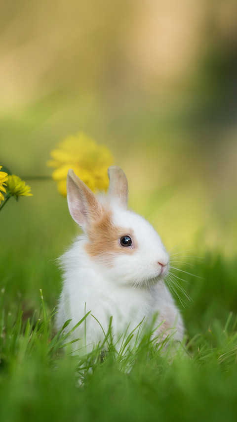 Little Rabbit Sitting in the Garden screenshot