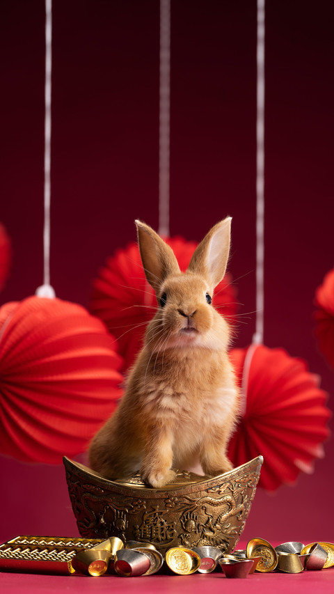 Rabbits dont like to eat carrots screenshot