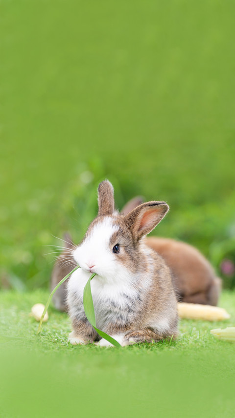Adorable Tiny Furry Rabbit Bunny screenshot