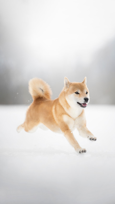 A Shiba Inu Running through The Snow screenshot