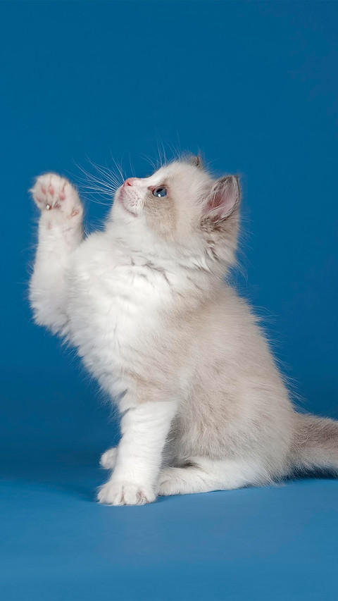 A ragdoll cat raising its paws screenshot