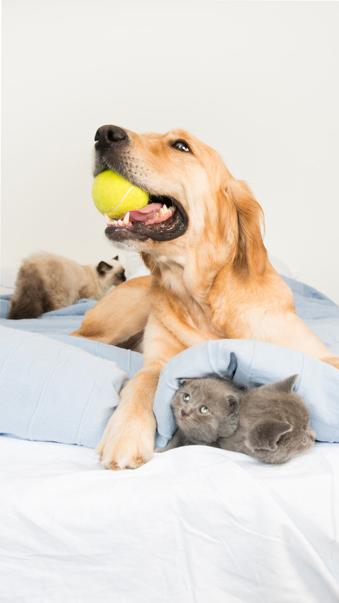 The secret of pet sleeping 5 screenshot