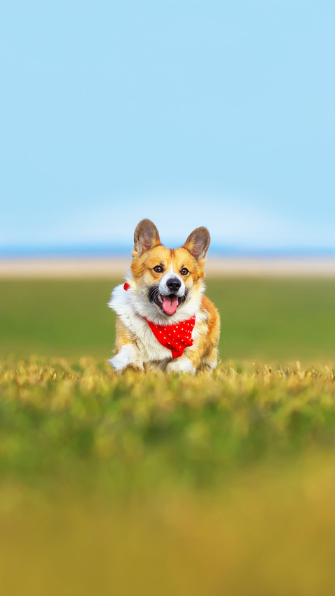 Beautiful red Corgi dog puppy Pembroke runs merrily screenshot
