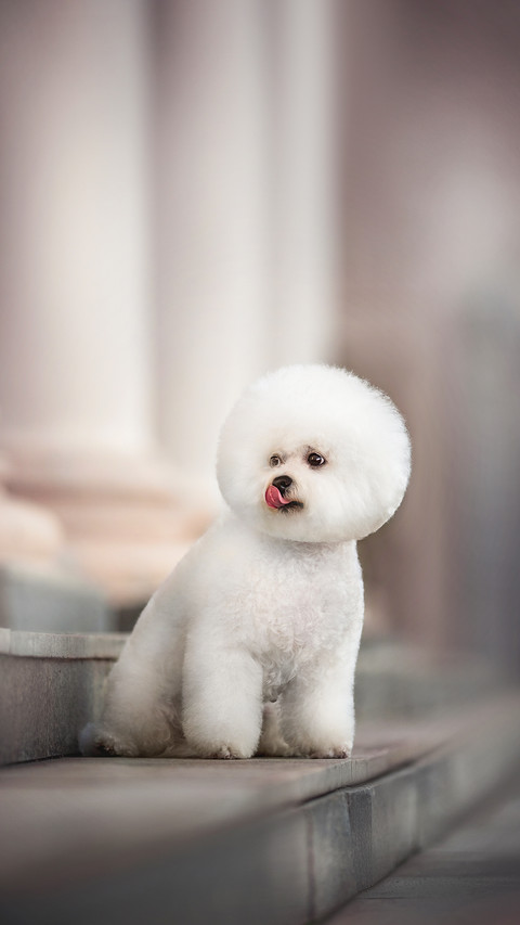 White Bichon Frise on gray steps, looking aside screenshot