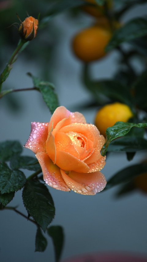 What to do if the autumn buds of roses dont grow screenshot
