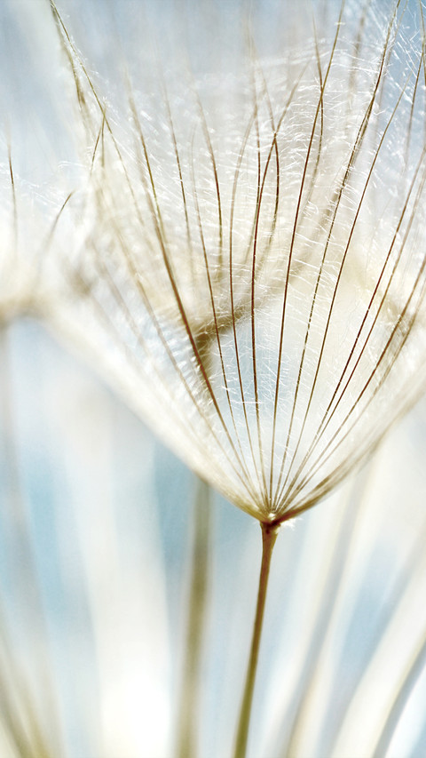 dandelion screenshot