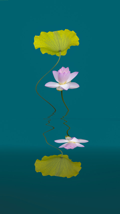 The ancient lotus in li bais works screenshot
